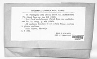 Perenniporia unita image